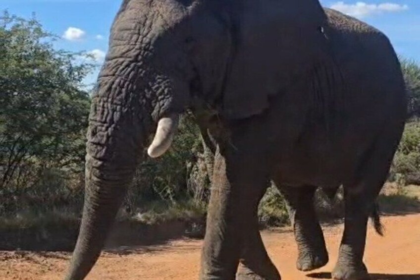 An elephant walking on a dirt path with trees and shrubs in the background. 1