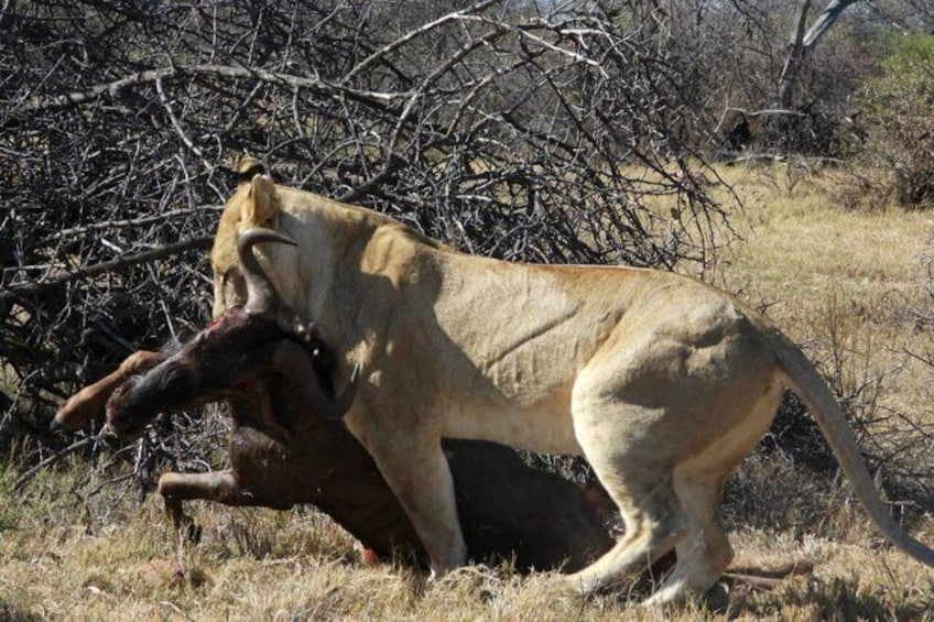 A lioness with a prey in a grassy savannah. 2