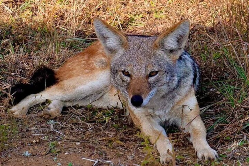 A coyote lying on the ground with its head raised, surrounded by dry grass and dirt. 5