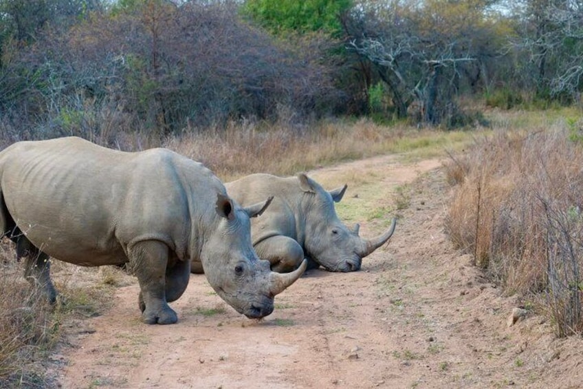 Two rhinoceroses on a dirt path in a dry, grassy savanna with sparse trees in the background. 4
