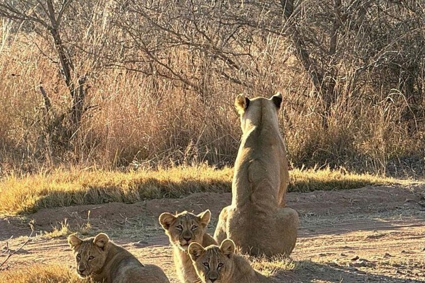 A lioness sitting with two cubs in a dry, grassy area with sparse trees. 2
