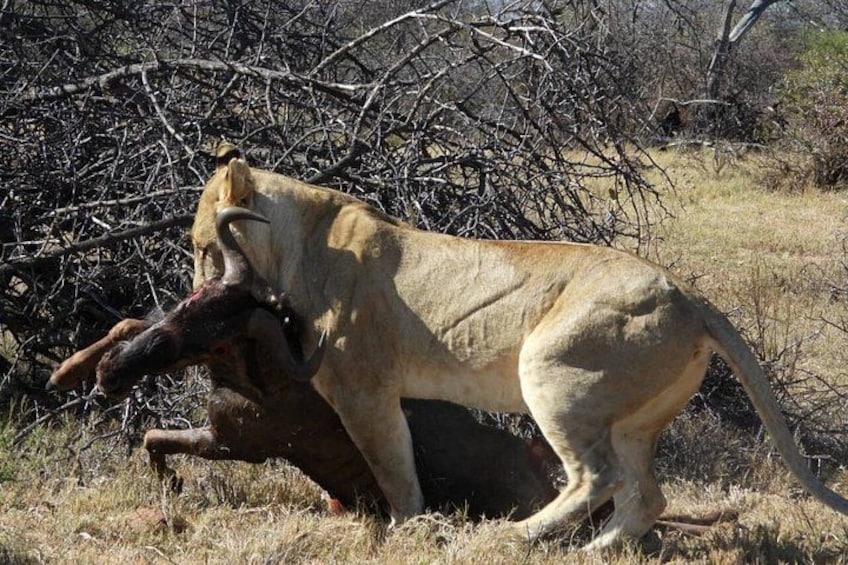 A lioness in a natural setting with dry grass and sparse trees. 2