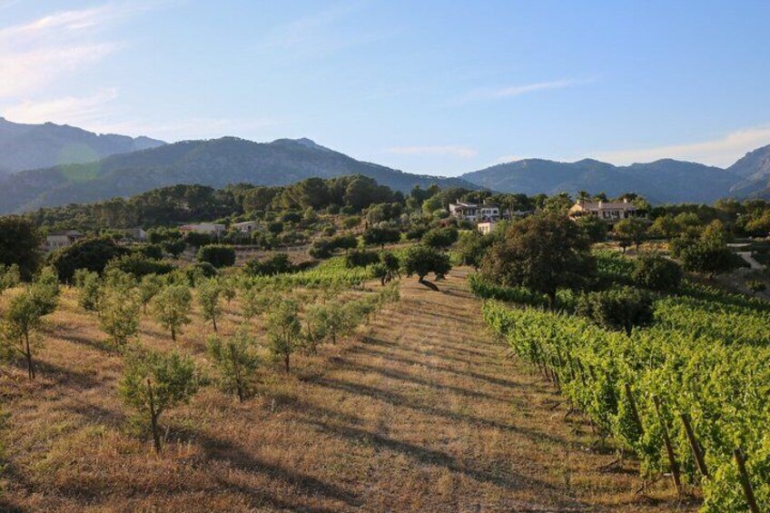 A vineyard with rows of grapevines, a few scattered trees, and houses in the background. 5