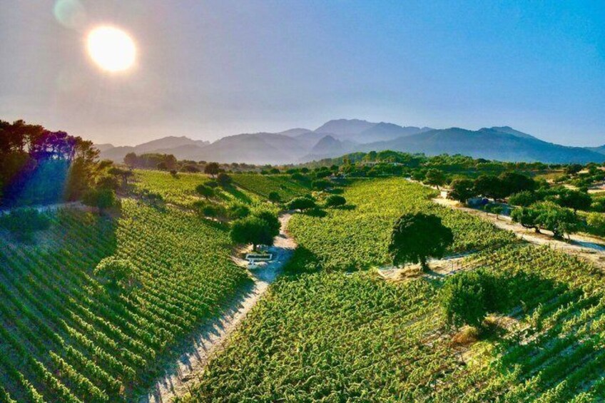 A vineyard with rows of grapevines, a small stream, and distant mountains under a clear sky. 1