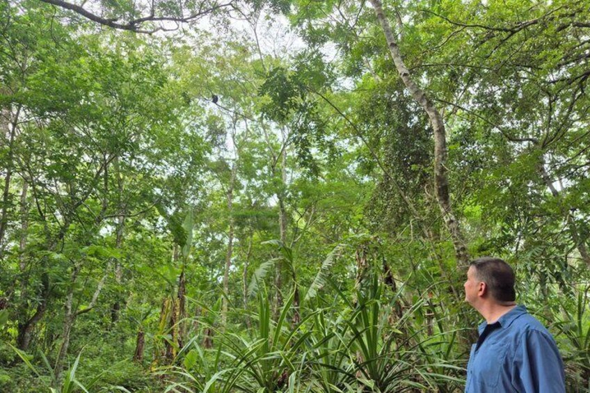 A man standing in a dense forest with tall trees and lush greenery. 3