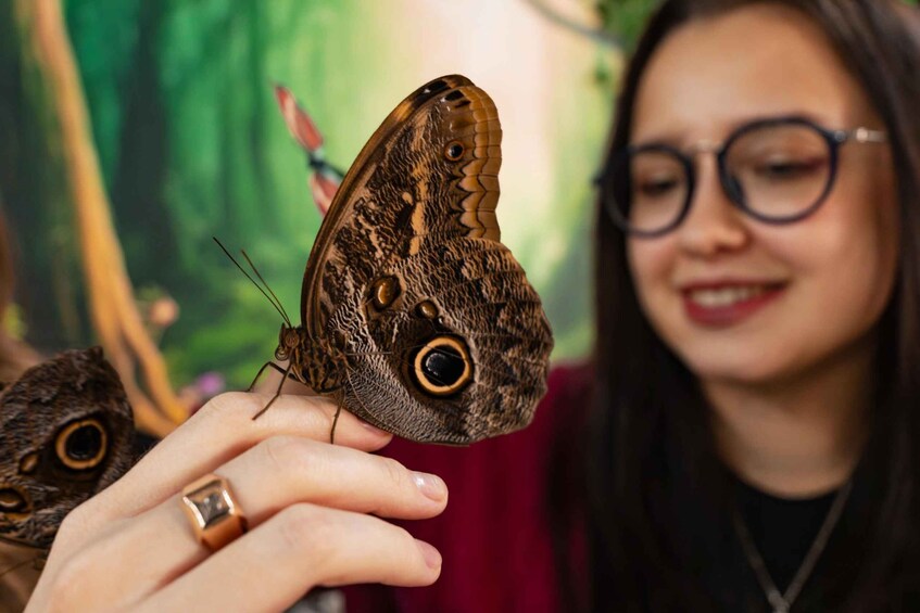 A person holding a butterfly with large eyes and intricate patterns on its wings. 1