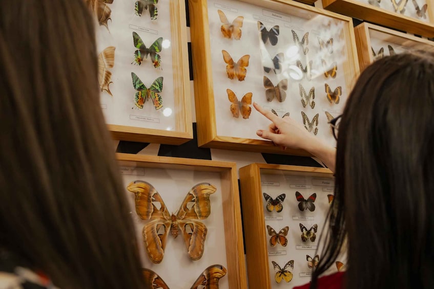 A person pointing at butterfly specimens in framed displays. 2