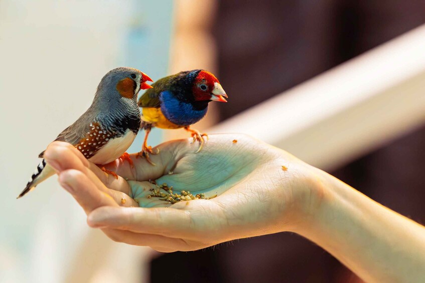Two birds perched on a human hand. 5