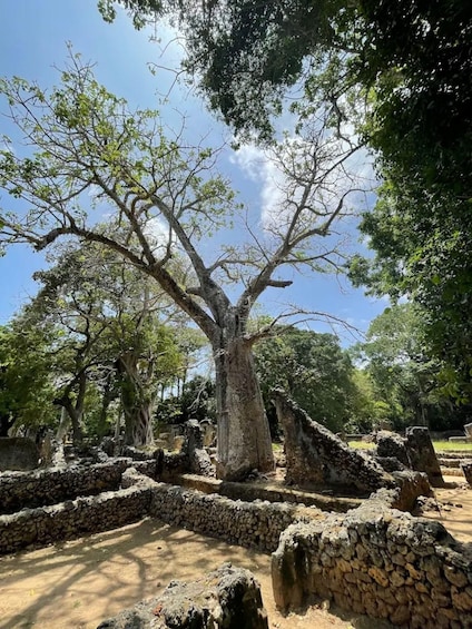 A large tree with a wide canopy, surrounded by stone ruins and greenery. 4