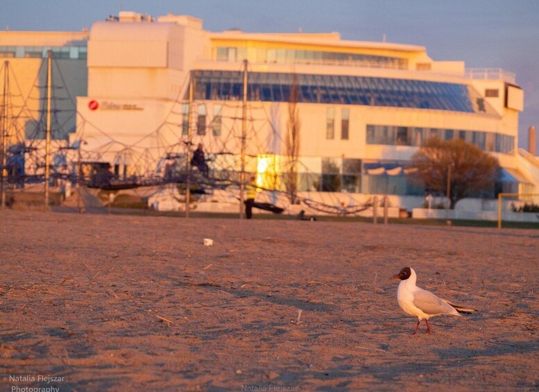 A bird on sandy ground with a building in the background. 2