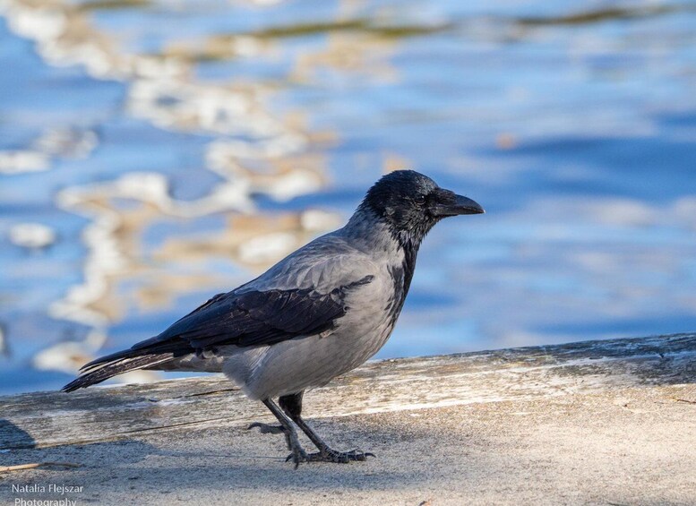 A bird standing on a concrete surface with a blurred water background. 5