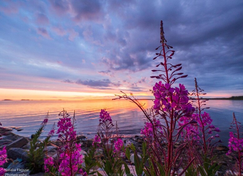 A sunset over a body of water with purple flowers in the foreground. 1