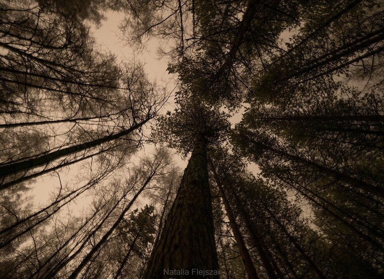 A tall tree with a dense canopy of leaves, surrounded by a forest of similar trees. 3