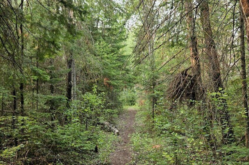 A forest trail surrounded by dense green foliage and tall trees. 5