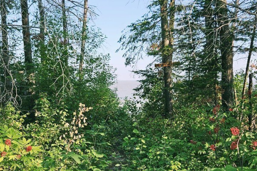 A dense forest with tall trees and various green plants. 4