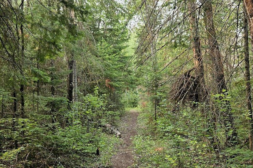 A forested trail with dense green foliage and a fallen tree in the center. 5