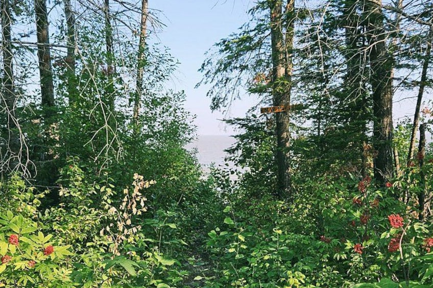 A dense forest with tall trees and various green plants. 4