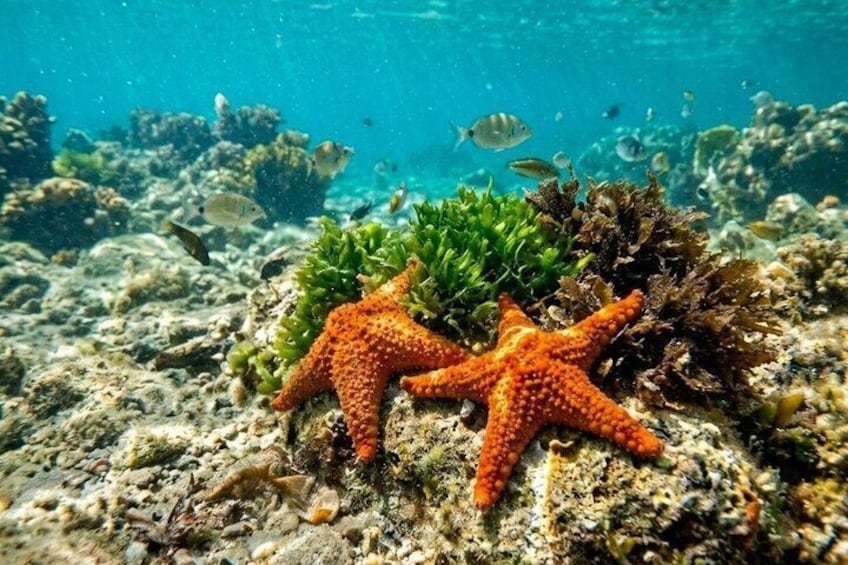 An underwater scene with two orange starfish on a coral reef, surrounded by various marine life and coral formations. 2