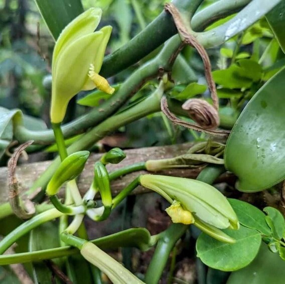 A close-up of green chili plants with unopened pods and some flowers. 2