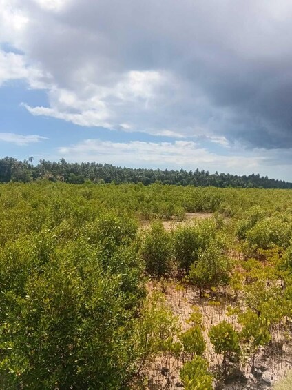 A mangrove forest with dense green vegetation and a distant line of trees under a partly cloudy sky. 4