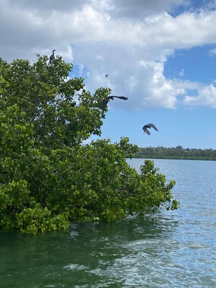 A mangrove forest with birds flying over a body of water. 1