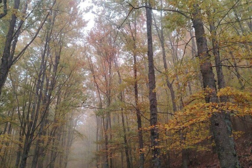 A forest with tall trees and a misty atmosphere. 3