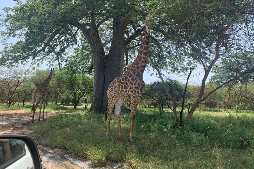 A giraffe standing under a tree, another giraffe in the background, and a vehicle partially visible on the left. 3