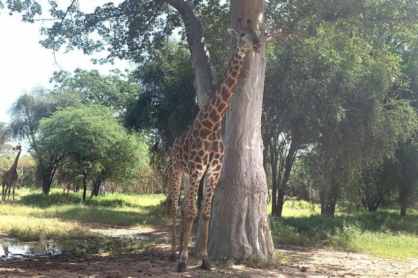 A giraffe standing next to a tree in a natural setting. 2