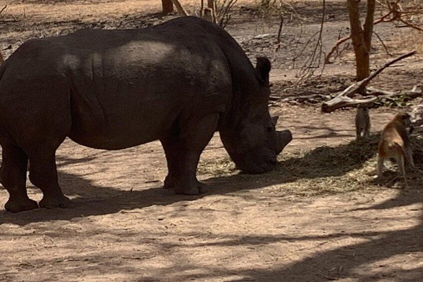 A rhinoceros in a dry, open landscape with sparse trees and a small monkey nearby. 5