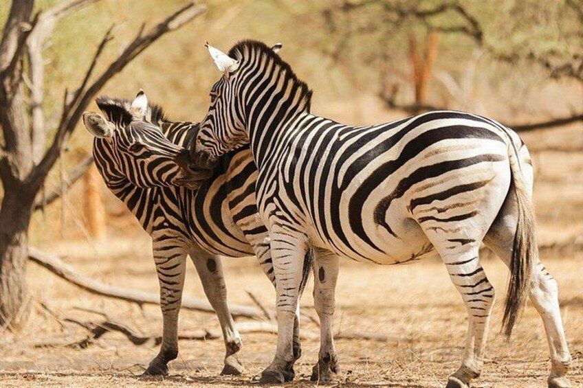Two zebras standing in a dry, open landscape with sparse trees. 1