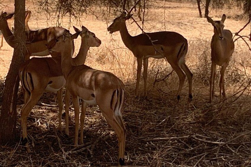 A group of antelopes in a dry, grassy area with sparse trees. 4