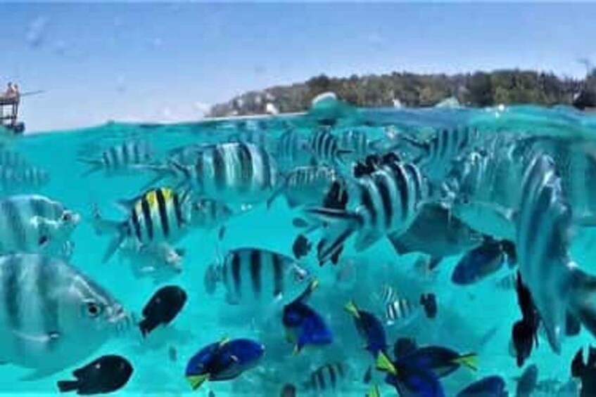 A clear blue sea with numerous fish swimming. 1