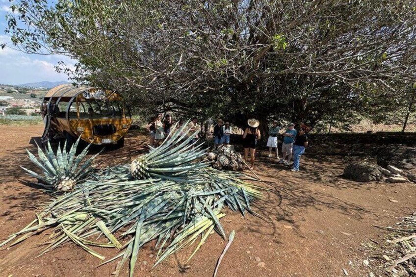 A group of people gathered around a yellow vehicle and a large pile of agave plants under a tree. 1