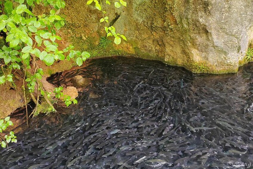 A stream with dark water, surrounded by greenery and rocks. 2