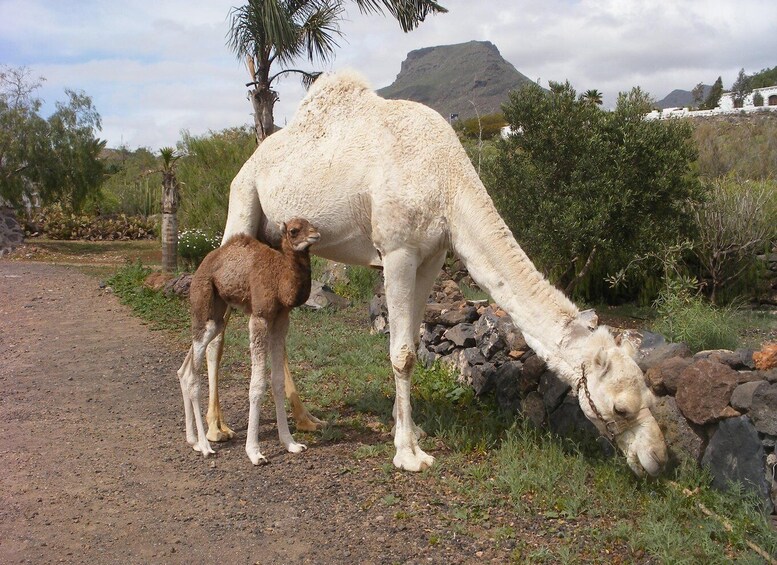 A camel with its calf grazing near a rocky path, with a mountain and greenery in the background. 2
