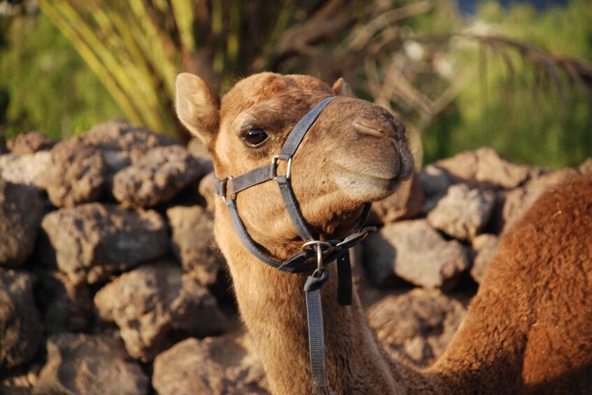 A camel with a halter, standing in front of a pile of rocks. 5