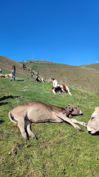 A grassy hill with cows lying down and a person walking. 2