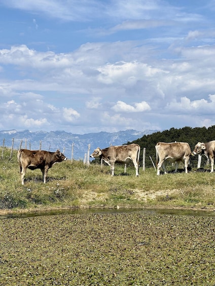 A herd of cows grazing on a hillside with mountains in the background. 5