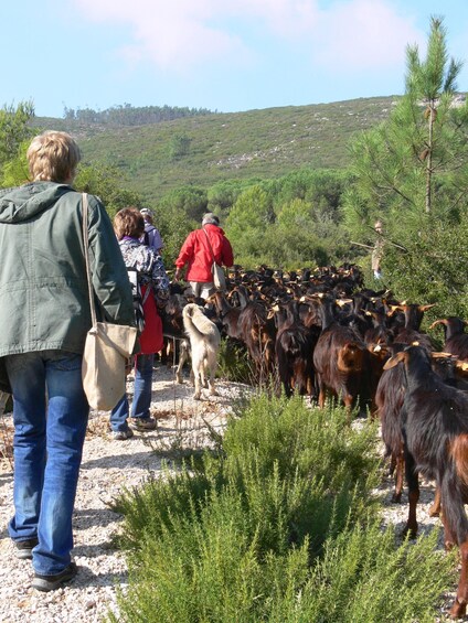 A group of people herding cattle on a gravel path through a hilly, forested area. 3