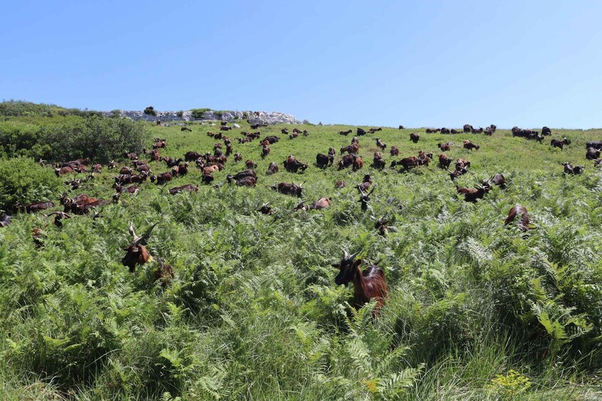 A herd of cattle grazing on a hillside with a rocky outcrop in the background. 2