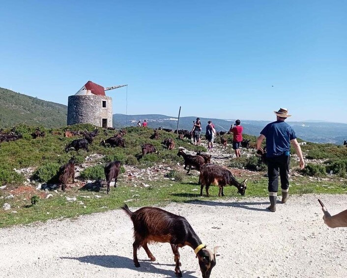 A rural landscape with a windmill, grazing goats, and people walking. 1