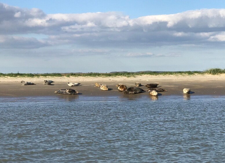 A beach with several seals resting on the sand and water. 1