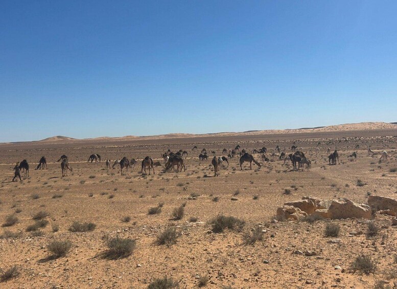 A desert landscape with sparse vegetation and a herd of horses grazing. 5
