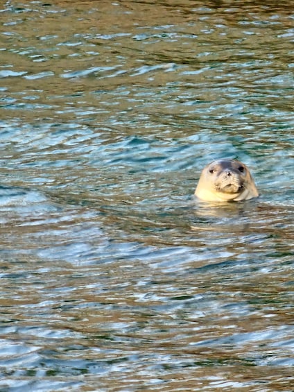 A beaver swimming in water. 2