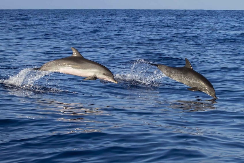 Two dolphins jumping out of the water in the ocean. 5