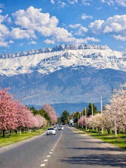 Una carretera bordeada de árboles de cerezo en flor, cielo despejado y montañas nevadas al fondo. 1