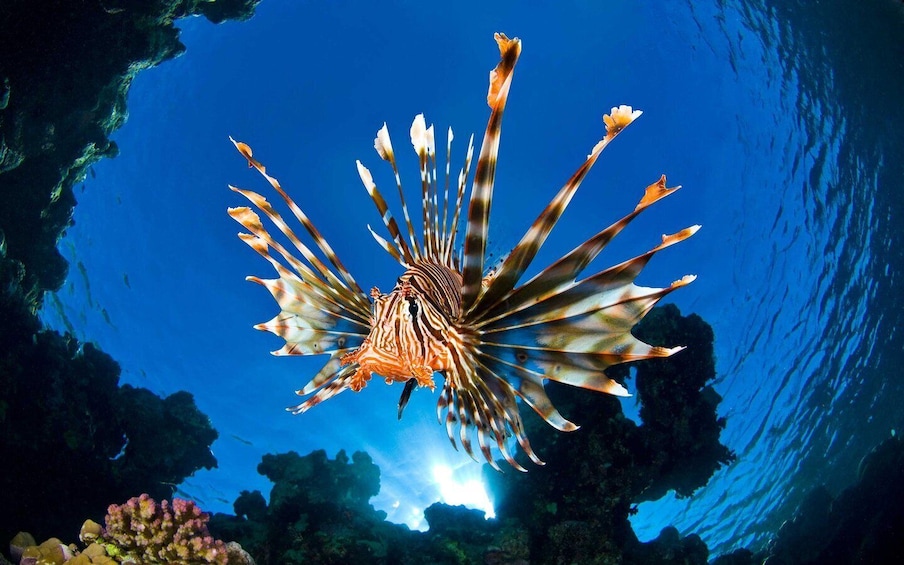 A lionfish swimming in clear blue water with coral formations in the background. 2