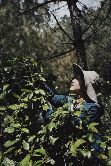 A person lying on the ground, partially covered by foliage, in a wooded area. 1