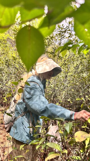 A person harvesting plants in a dense, green forest. 4