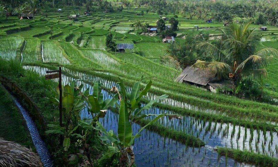 Terraced rice fields, water channels, and traditional houses. 3